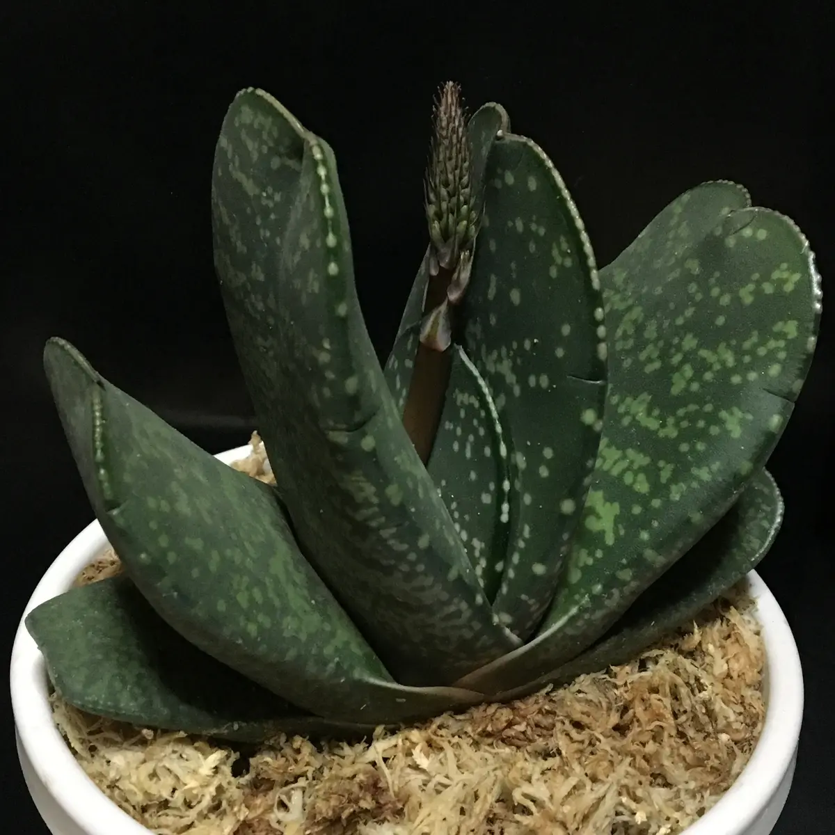 ガステリア 恐竜錦 超特大株 ① （ガステリア 恐竜 特大鉢植え 観葉植物）