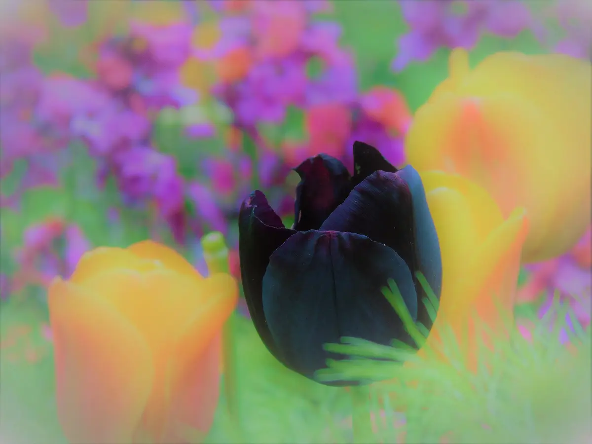 utatane 粋紺市松にチューリップ 【8/18までクロネコページ】 黒チューリップ｜園芸日記byきゅー｜みんなの趣味の園芸｜565882