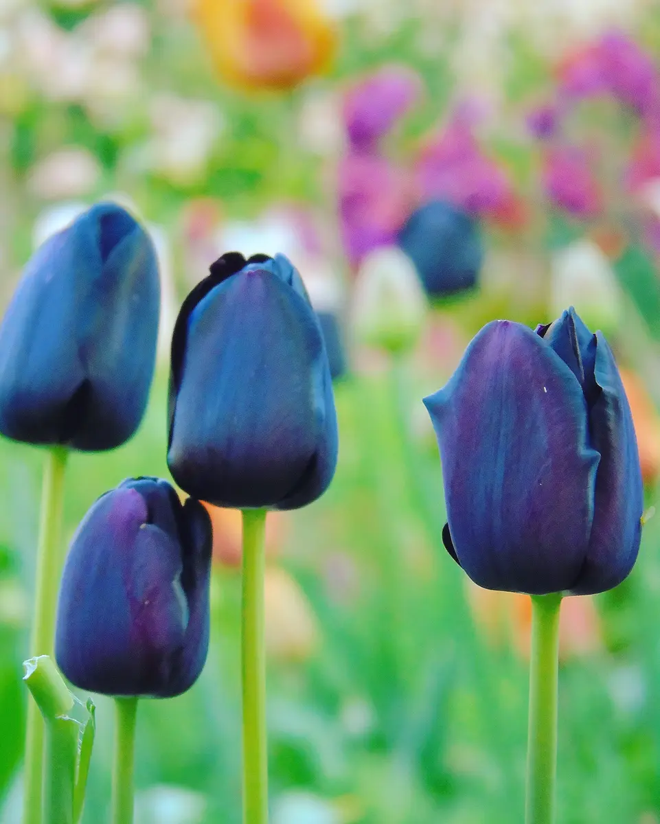 黒チューリップ｜園芸日記byきゅー｜みんなの趣味の園芸｜565882