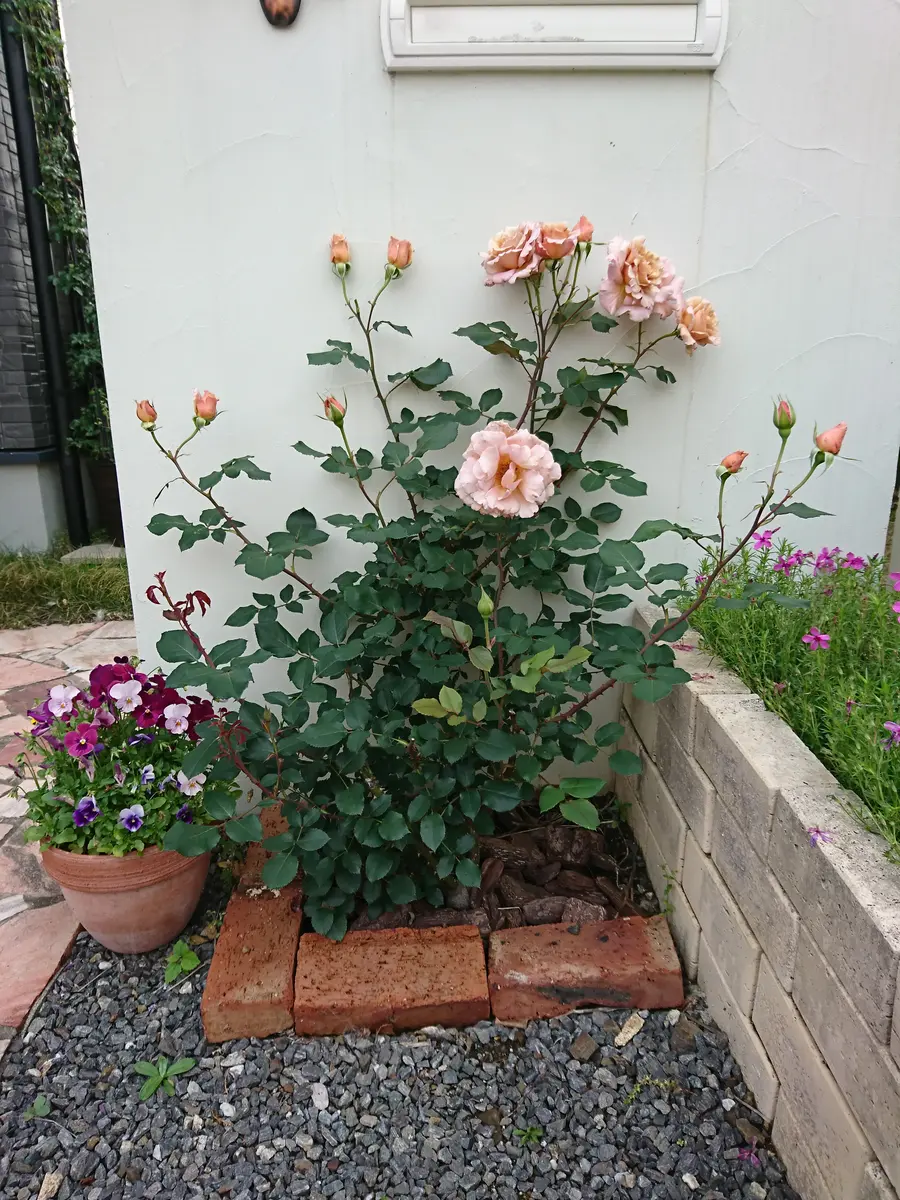 ジャストジョーイ🌹｜園芸日記byPAPY｜みんなの趣味の園芸｜565887