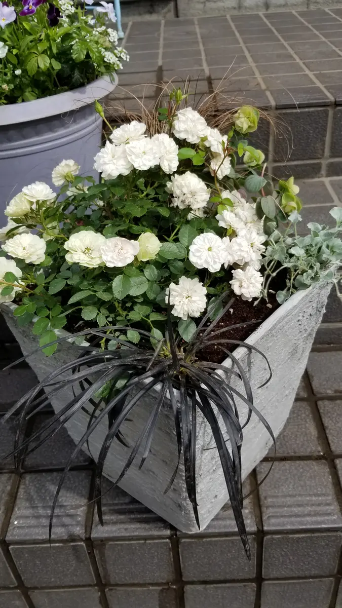 ミニバラ【グリーンアイス】と野葡萄のnatural籠寄せ植え グリーンアイスの寄せ植え｜園芸日記byちいこ｜みんなの趣味の園芸｜567227