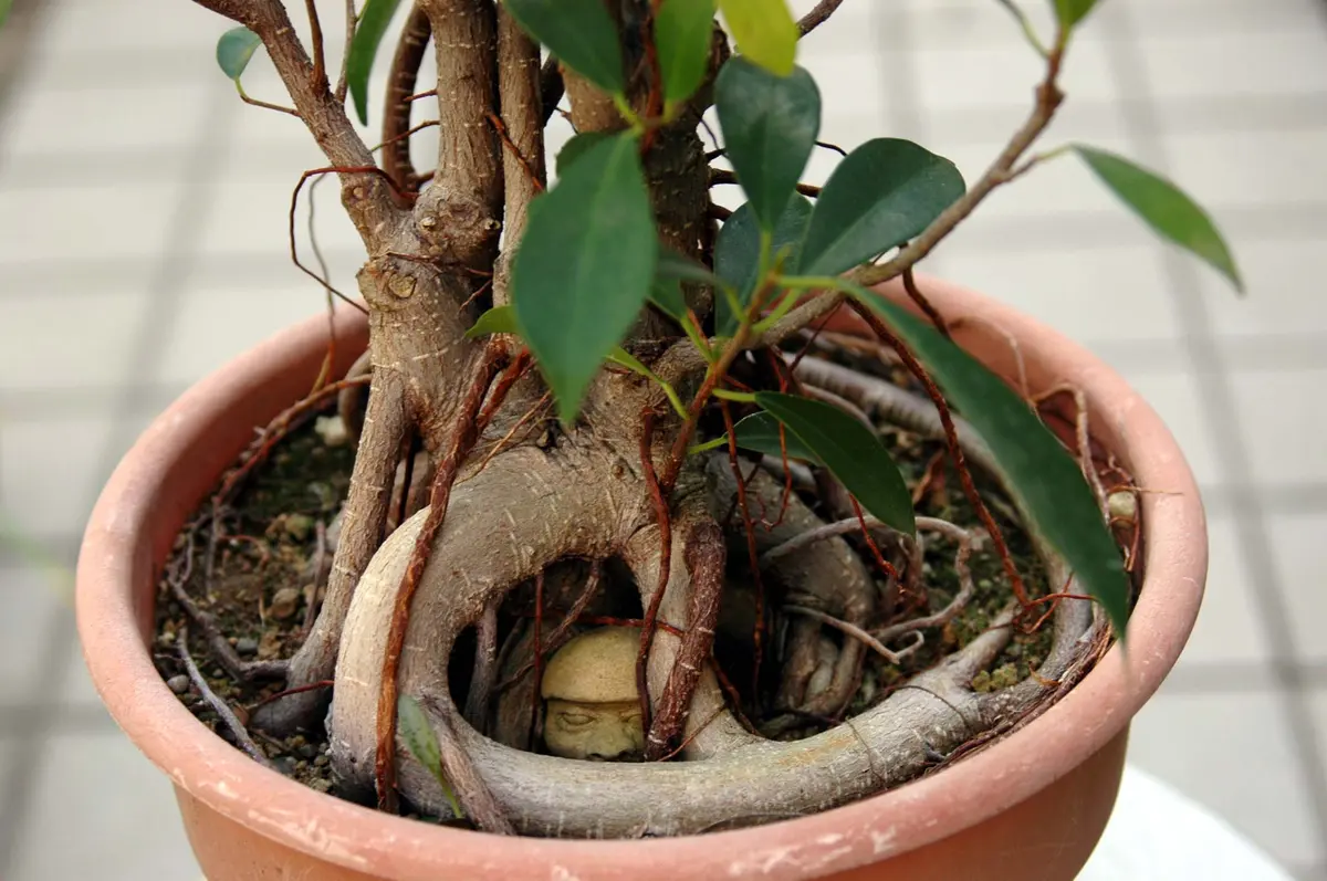石抱きガジュマルその後｜園芸日記byジャカランダ｜みんなの趣味の園芸