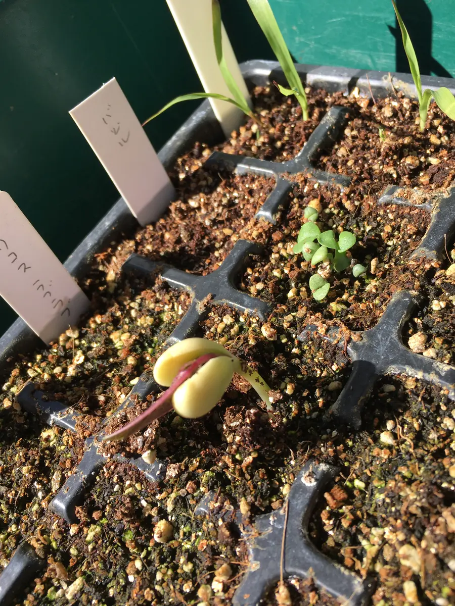 ドリコスラブラブが発芽したよ。｜園芸日記bykeichangarden｜みんなの