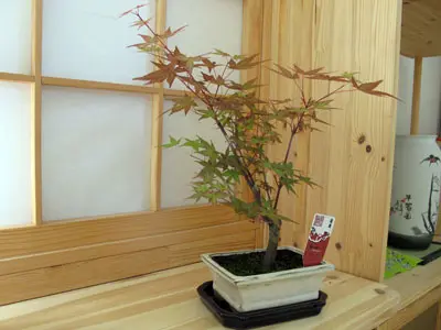 モミジ二種｜園芸日記byCP｜みんなの趣味の園芸｜569859