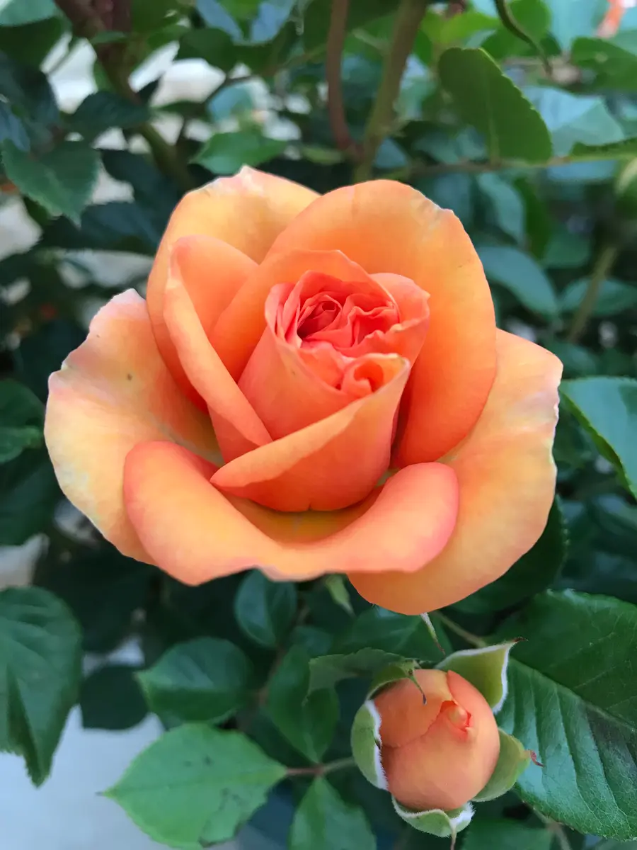 ミニバラ🌹マースランドゴールドフォーエバー｜園芸日記byえひめみかん