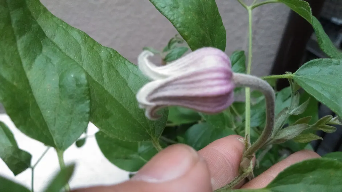 江戸茶|園芸日記byさいちぇん|みんなの趣味の園芸|570201 江戸茶|園芸日記byさいちぇん|みんなの趣味の園芸|570201