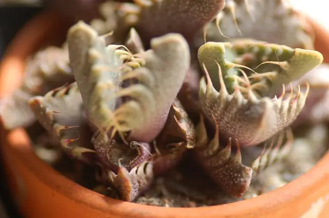 牡丹咲く 怪獣系多肉購入｜園芸日記byせいざえもん｜みんなの趣味の
