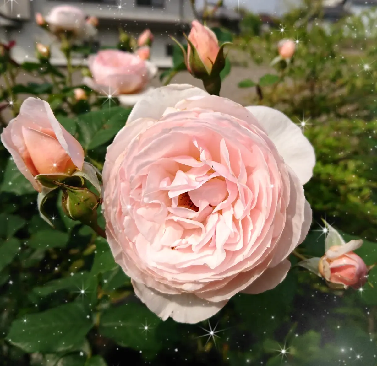 バラ jasmine様 薔薇 公式通販 ⁄ Jasmine Rose Flowers Fragrant