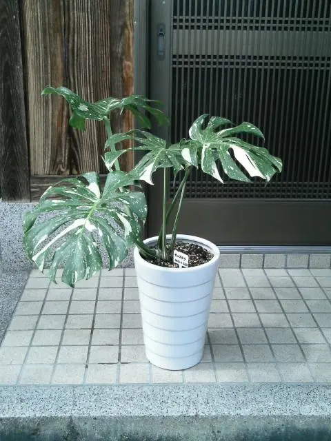 斑入り)モンステラ、デリシオーサ|園芸日記byなにわの純真 斑入り)モンステラ、デリシオーサ|園芸日記byなにわの純真