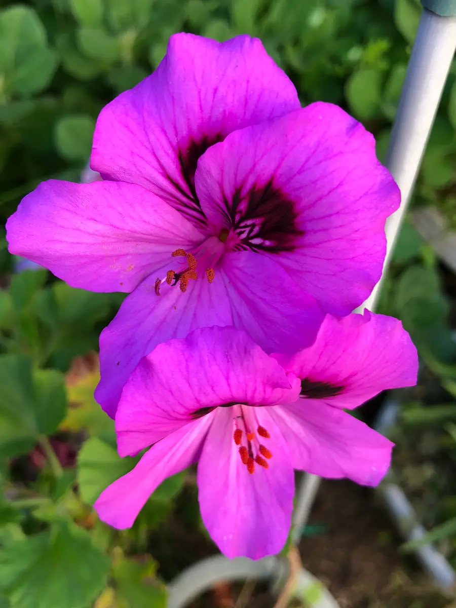 ゼラニウムさんのゼラニウム！｜園芸日記byチョコ｜みんなの趣味の園芸  