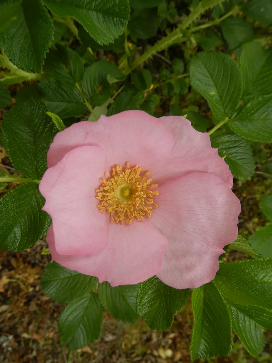 90000円値引き!・超細密肉筆植物画ハマナス(浜梨) （JA横浜 規格