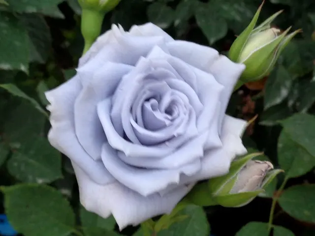 出勤前のバラ⑨｜園芸日記byこんちゃん｜みんなの趣味の園芸｜574067