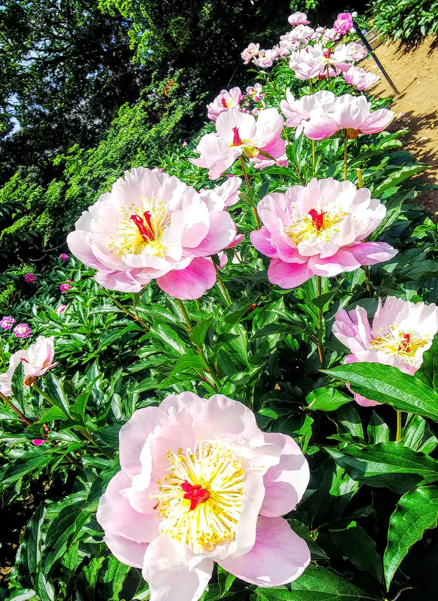 日比谷花壇大船フラワーセンターの芍薬②｜園芸日記byjictenko