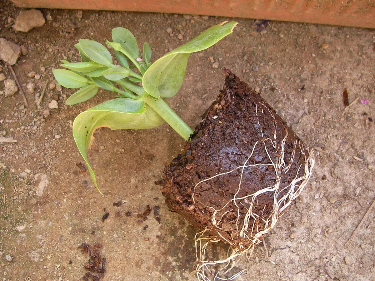 切花品種　挿し木　専用 バラ 切り花の挿し木（品種不明） - お蝶夫人のお庭
