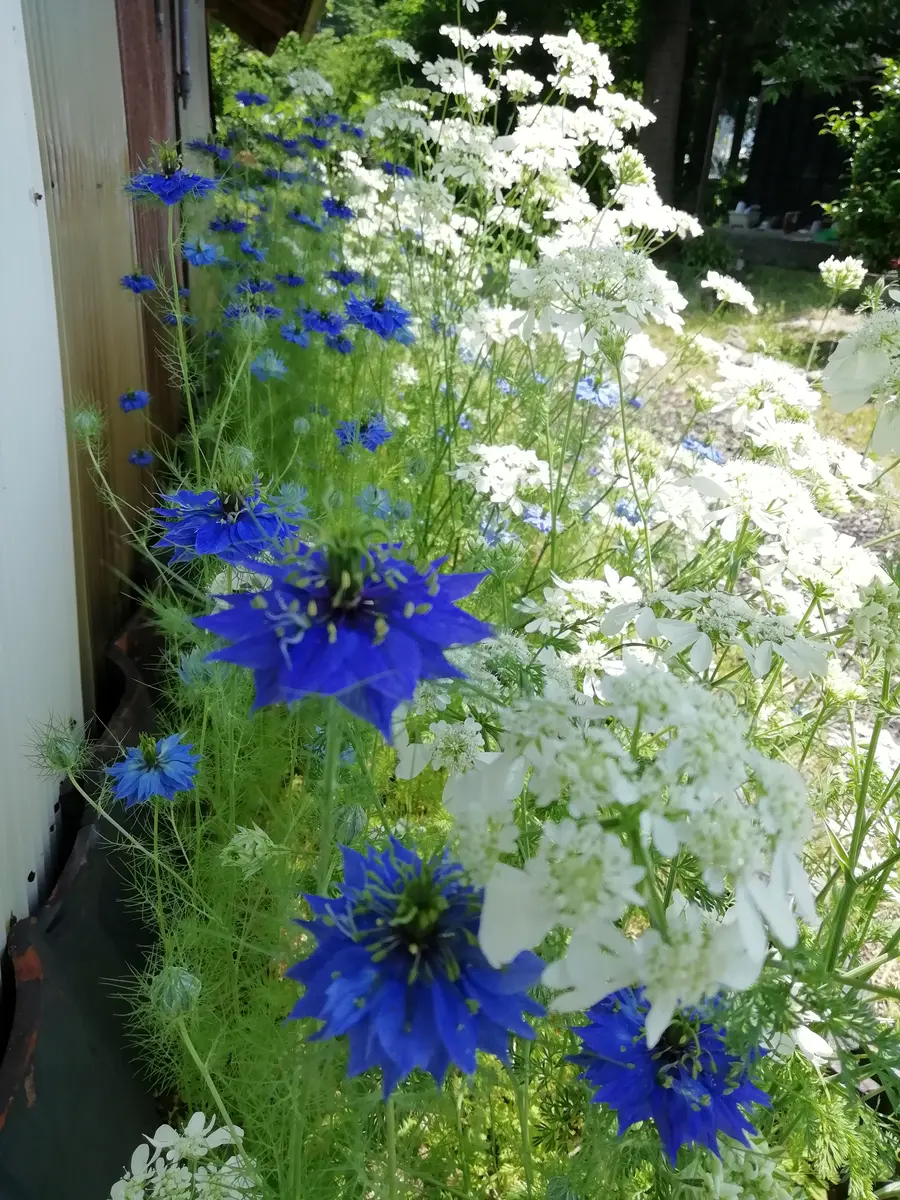 ニゲラの花壇の日記一覧|naokoさんの園芸日記-みんなの趣味の園芸