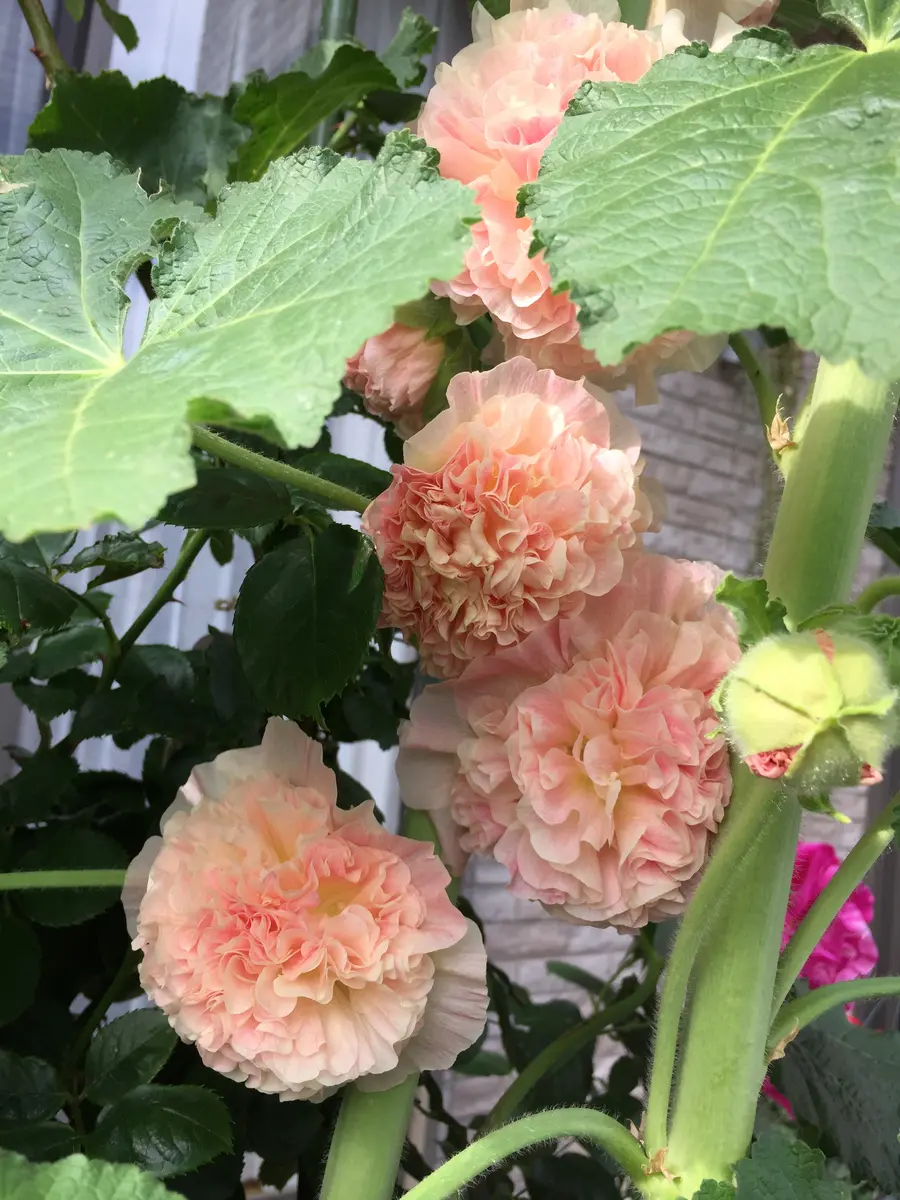 img_cache_d_576914_1_155894633