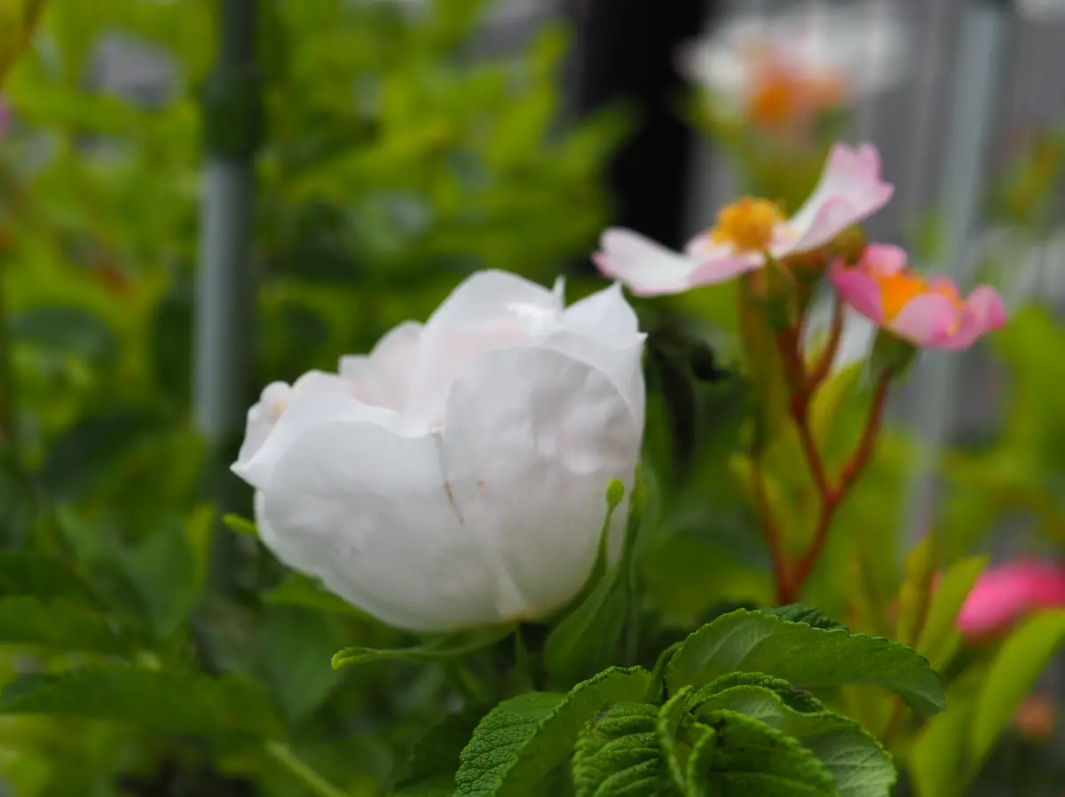 110000円値引き!・超細密肉筆植物画ハマナス(浜梨) 肥料】花咲か燐さん7kg | FOREX森産業公式オンラインストア