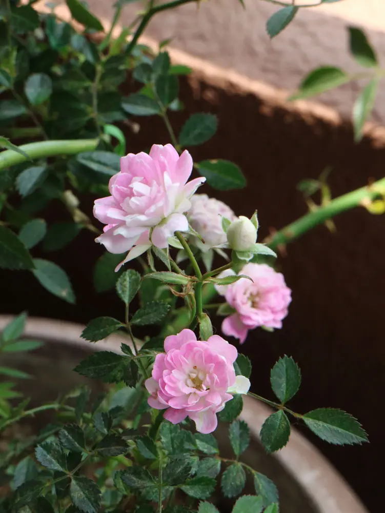 ミニつるバラ苗 真珠貝 バラ苗　ばら苗 ミニつるバラ苗 真珠貝 バラ苗 ばら苗