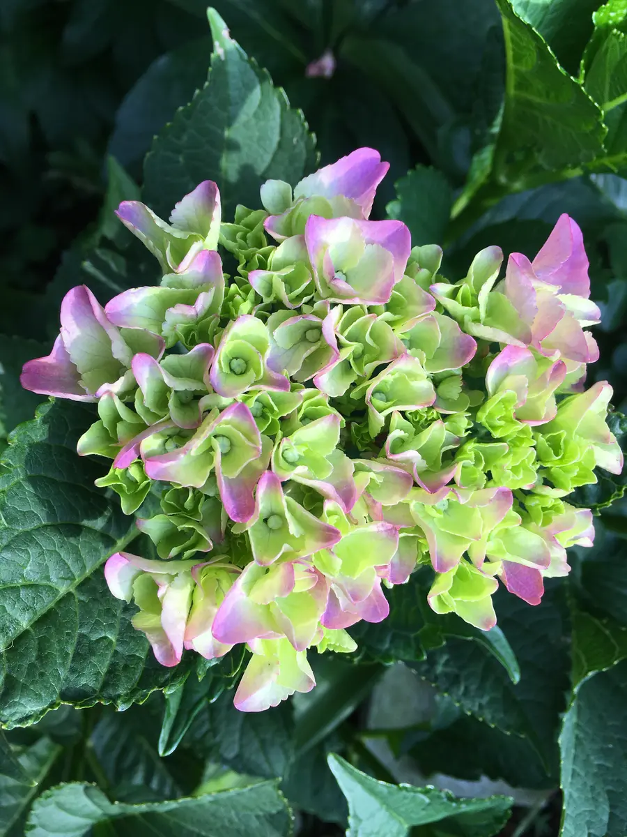 輸入アジサイ ロ挿し木 輸入アジサイ3苗 挿し木