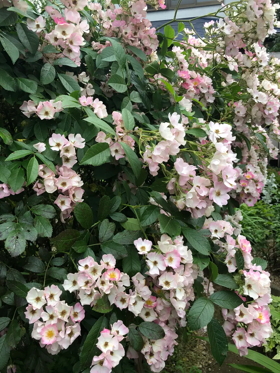 薔薇バレリーナ｜園芸日記byチョコ｜みんなの趣味の園芸｜578668
