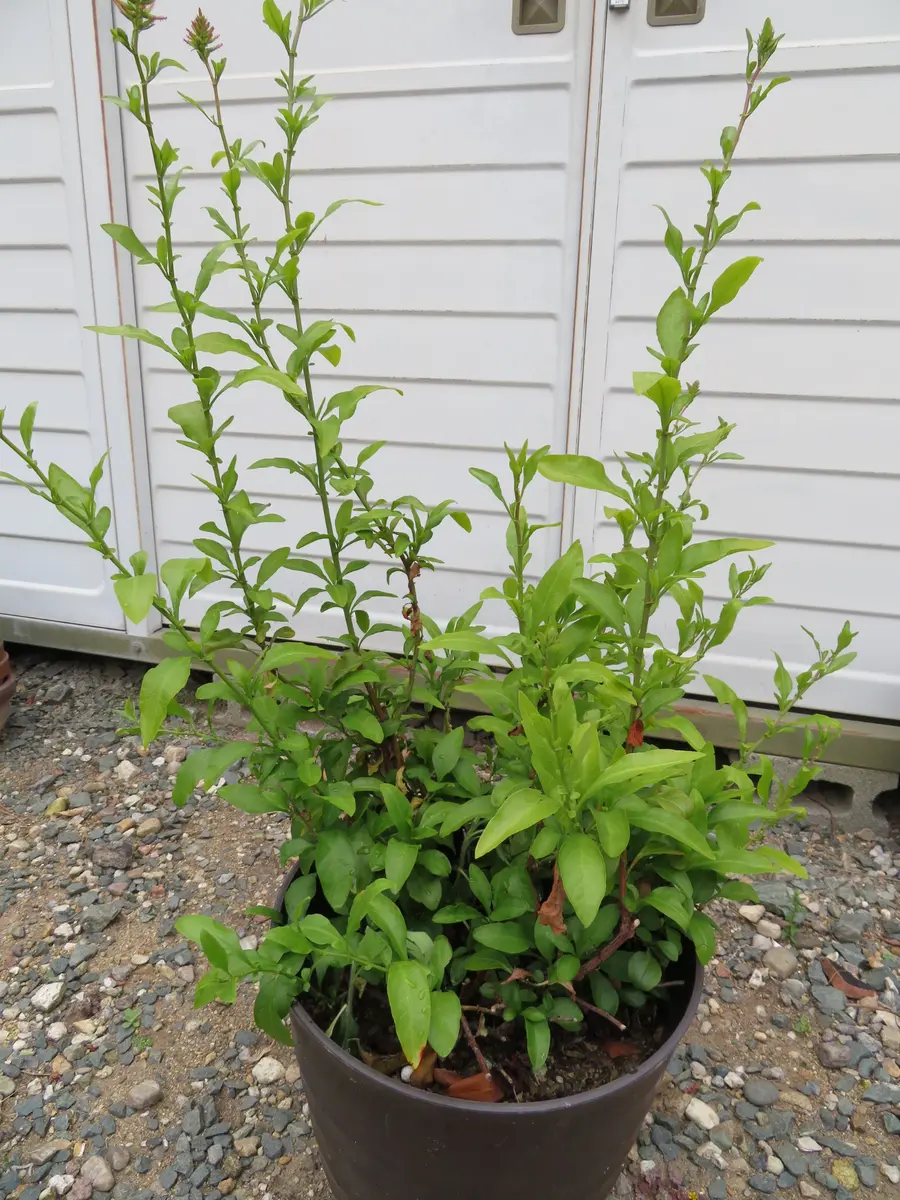 グラス系植物やルリマツリ | ようこそブルーガーデンへ - 楽天ブログ