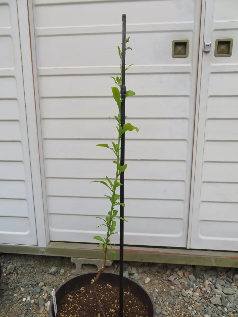 グラス系植物やルリマツリ | ようこそブルーガーデンへ - 楽天ブログ