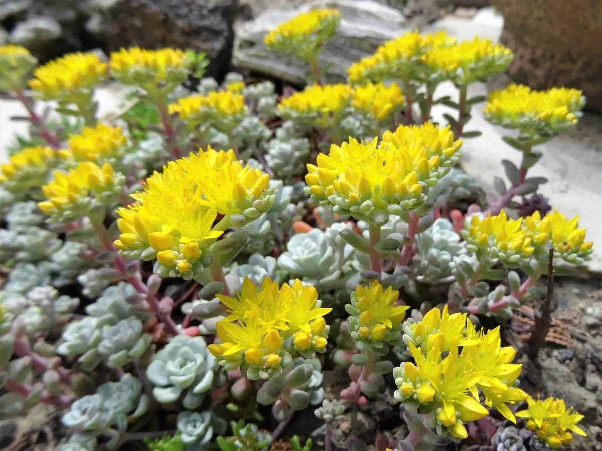 白雪ミセバヤ[i:150][i:150]｜園芸日記by小春｜みんなの趣味の園芸｜579334