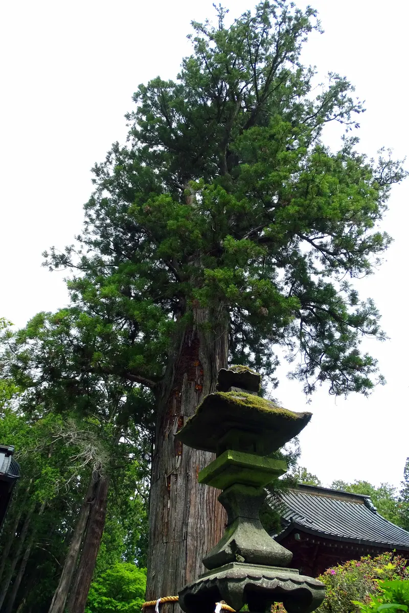 富士夫婦檜～北口本宮冨士浅間神社の御神木～｜園芸日記byKite.com 