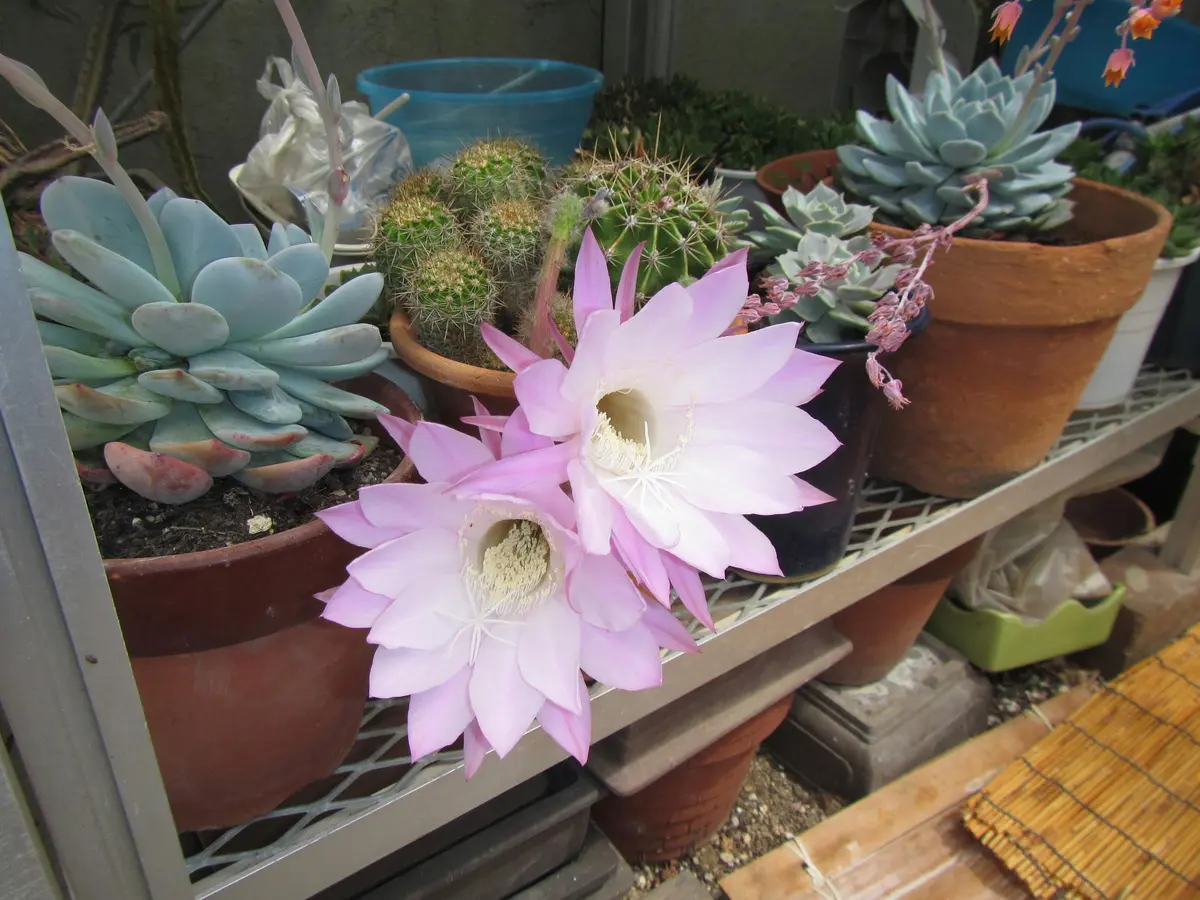 花サボテン (長盛丸) （花盛丸（カセイマル）｜園芸日記byひょ