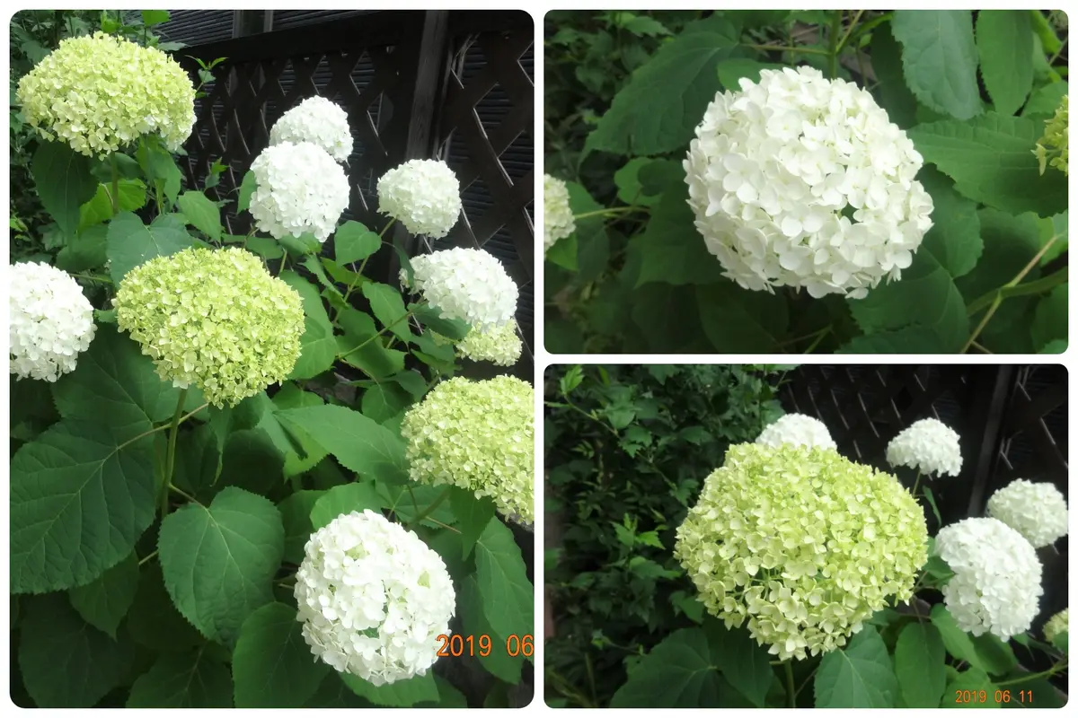 アナベル咲きました｜園芸日記byKAZUR｜みんなの趣味の園芸｜582688