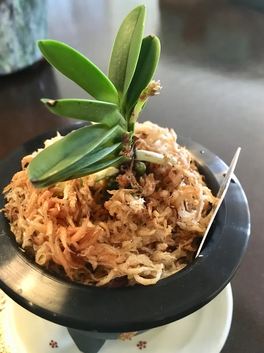 御城覆輪に新たな花芽:)｜園芸日記bymo'mo｜みんなの趣味の園芸｜582767