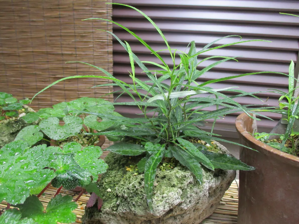 6月の花達、山野草｜園芸日記byoldna｜みんなの趣味の園芸｜583270