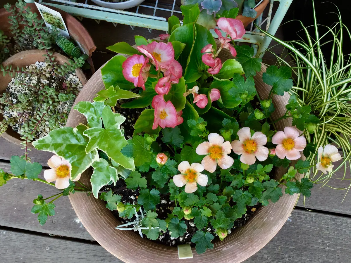 マルバストラム 確認用です（╹◡╹）♡ 【公式通販】