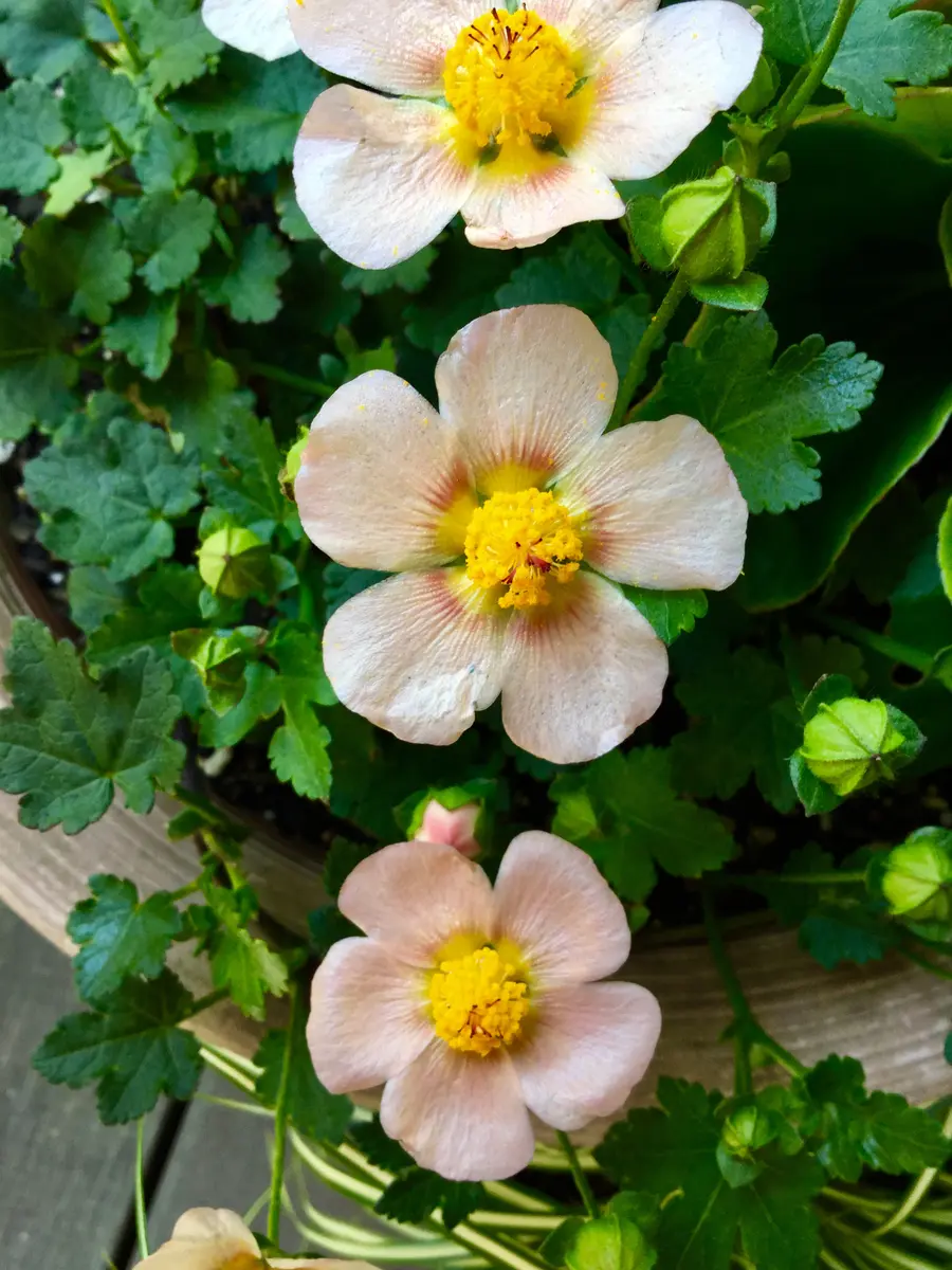 マルバストラム確認用 マルバストラム確認用 【公式通販】