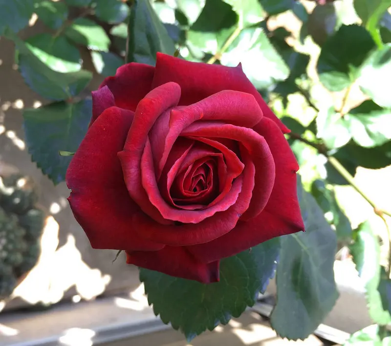 薔薇🌹テラコッタ｜園芸日記by花谷｜みんなの趣味の園芸｜583419