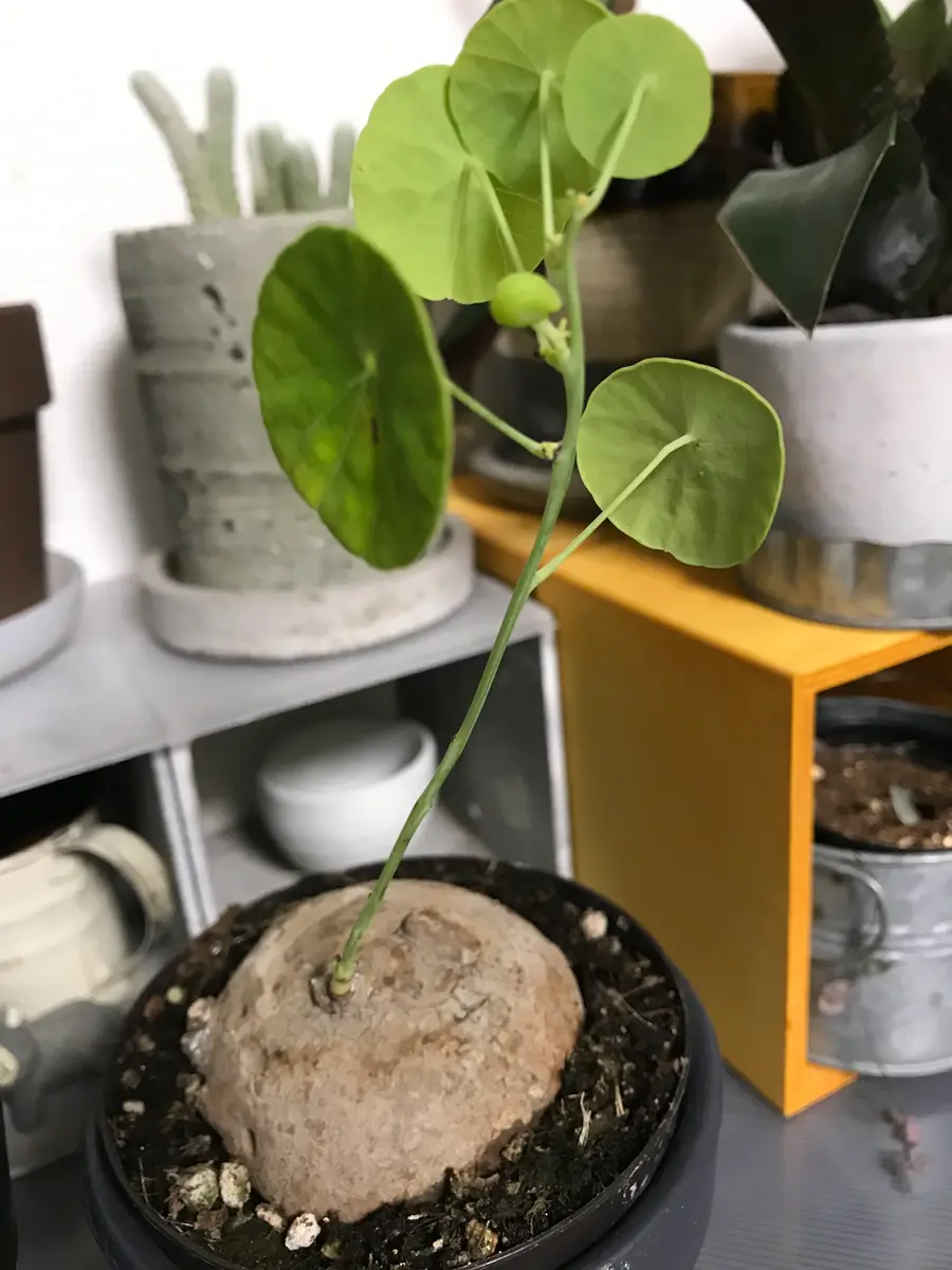 巨大】ステファニア 9芽あり