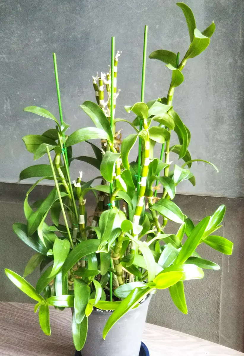デンドロビウムの株分け🌱｜園芸日記byおねこ｜みんなの趣味の