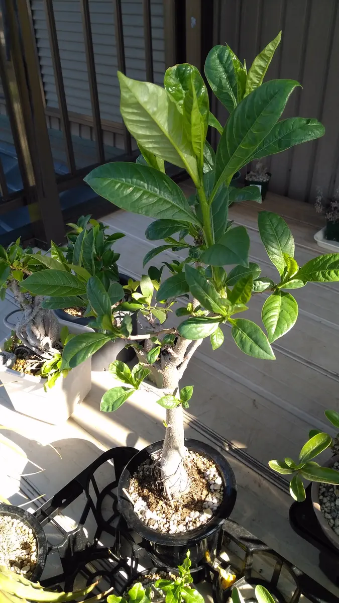 バオバブ5年物 バオバブ、5年め｜園芸日記by芋焼酎｜みんなの趣味の園芸｜584189