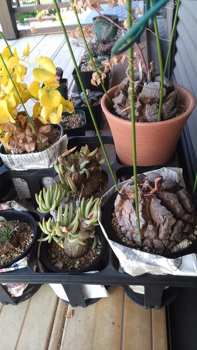 バオバブ、5年め｜園芸日記by芋焼酎｜みんなの趣味の園芸｜584189