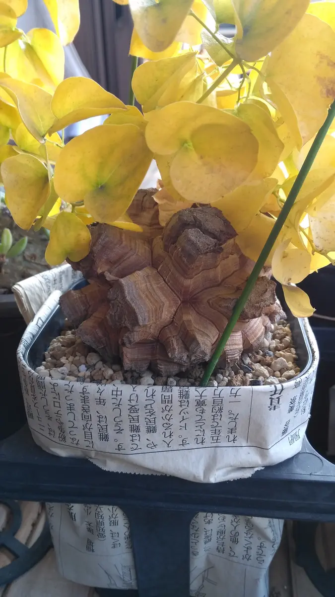 バオバブ5年物 バオバブ5年物 バオバブ、5年め｜園芸日記by芋焼酎｜みんなの