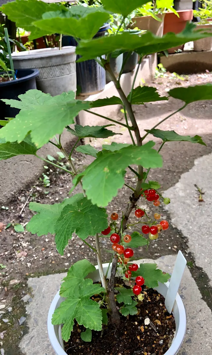 挿し木に実がついた🎶|園芸日記byいでさわ|みんなの趣味の園芸 挿し木に実がついた🎶|園芸日記byいでさわ|みんなの趣味の園芸