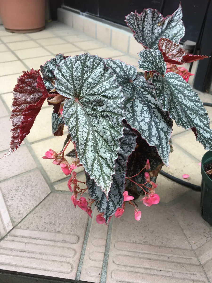 ベゴニア アキ 木立性ベゴニア「アキ」｜園芸日記byハナハナハッピー｜みんなの