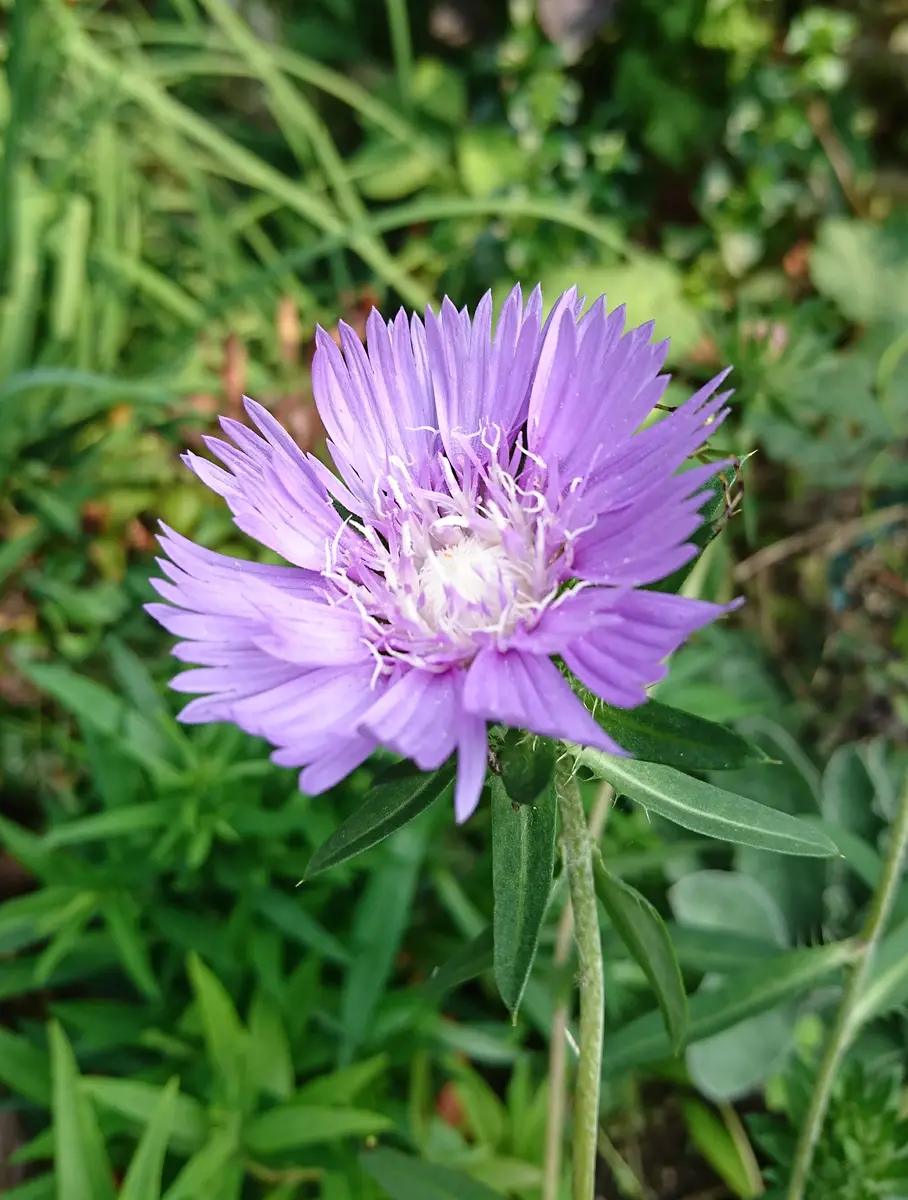 薄紫の花♪｜園芸日記byゆきみん♪｜みんなの趣味の園芸｜585549