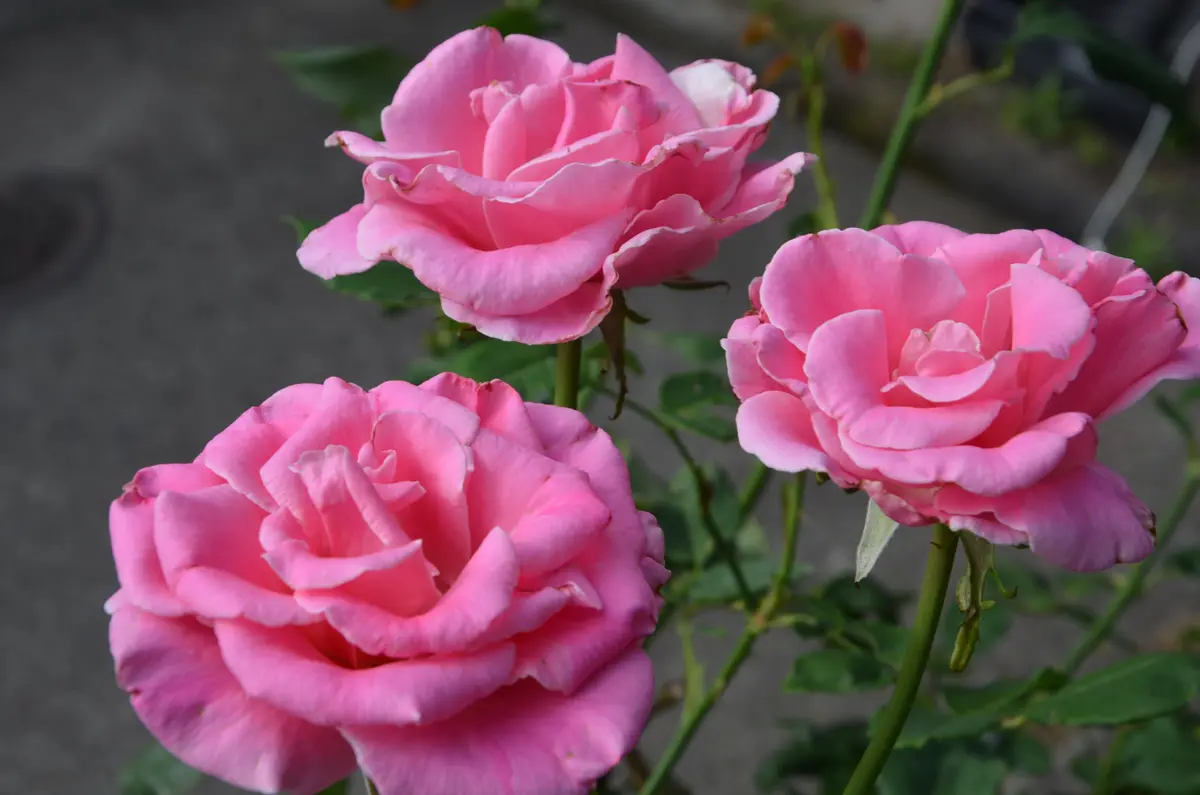 今日の薔薇は綺麗です・（主観的感想）｜園芸日記by赤いハナミズキ 