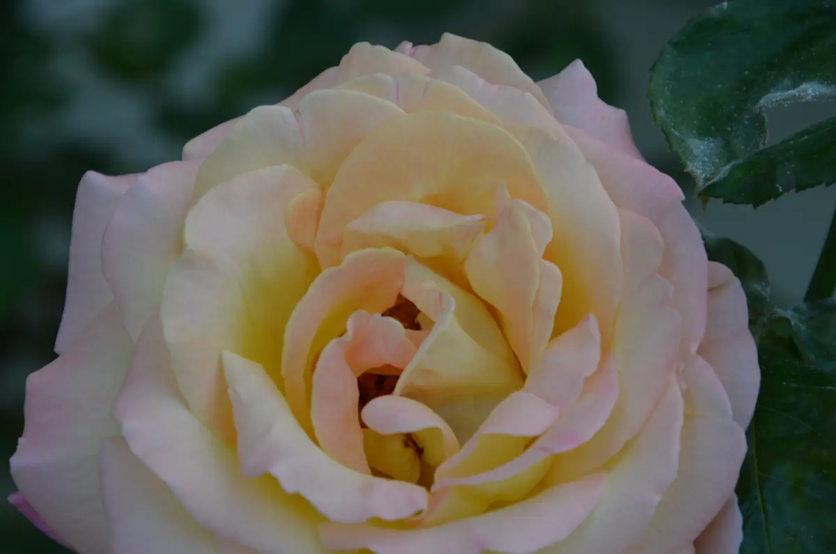 今日の薔薇は綺麗です・（主観的感想）｜園芸日記by赤いハナミズキ 