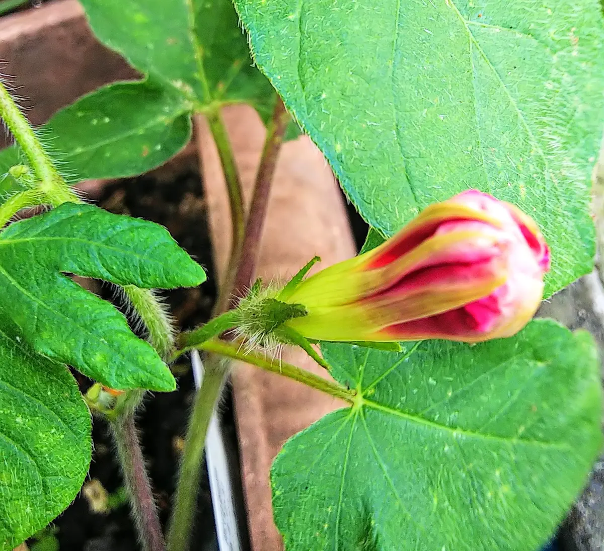 朝顔の蕾?曜白朝顔・富士の紅｜園芸日記byjictenko｜みんなの趣味の 