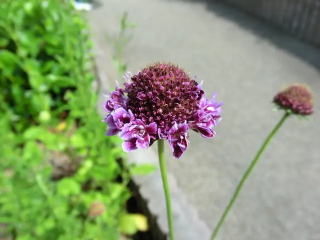 スカビオサ｜園芸日記byfuchi｜みんなの趣味の園芸｜58820