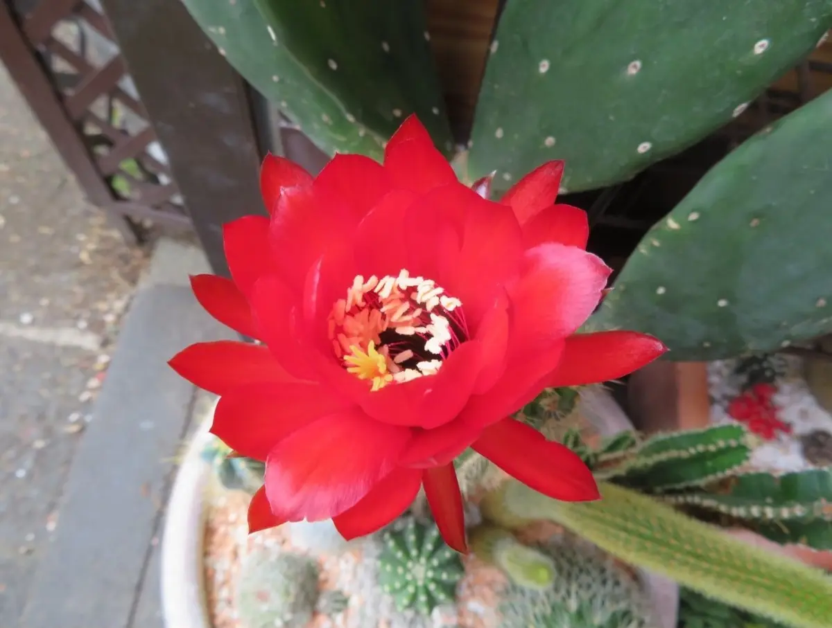 🌵柱サボテン🌵の花｜園芸日記byロッキー｜みんなの趣味の園芸｜588247