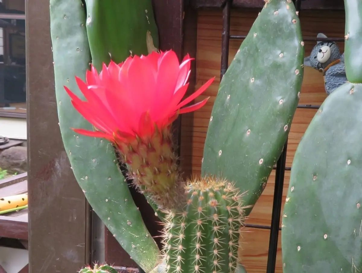 🌵柱サボテン🌵の花｜園芸日記byロッキー｜みんなの趣味の園芸｜588247