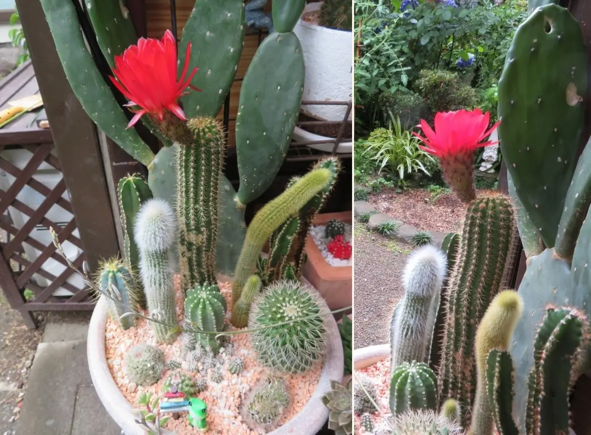 🌵柱サボテン🌵の花｜園芸日記byロッキー｜みんなの趣味の園芸｜588247
